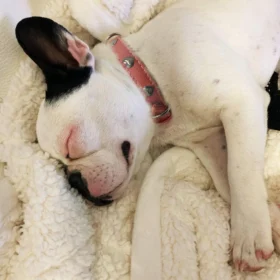 14031408_large.webp — Trend Oasis