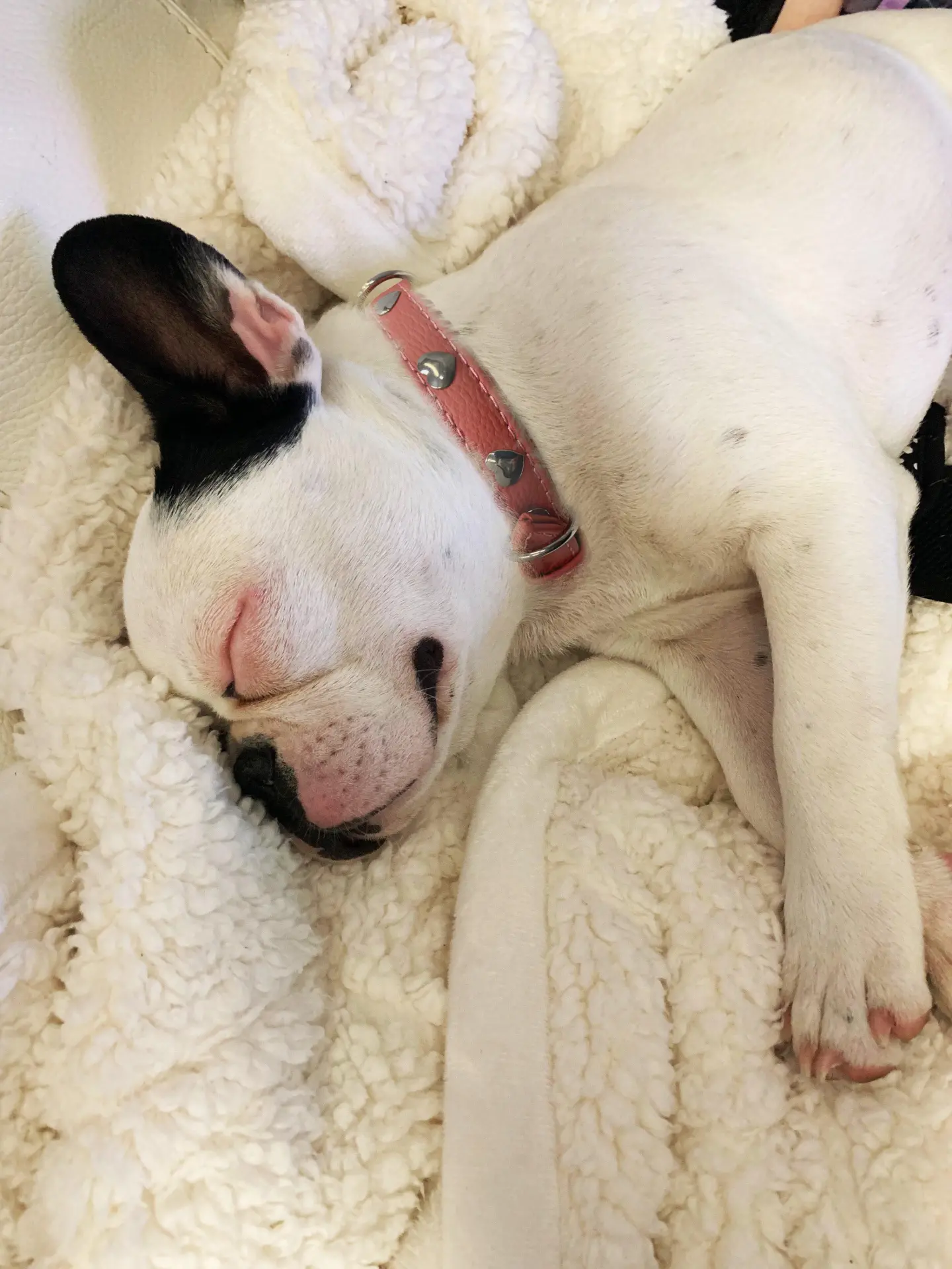 14031408_large.webp — Trend Oasis