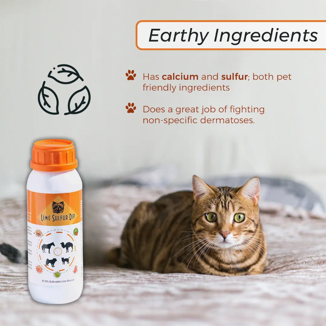 33625311_largewebp — Trend Oasis