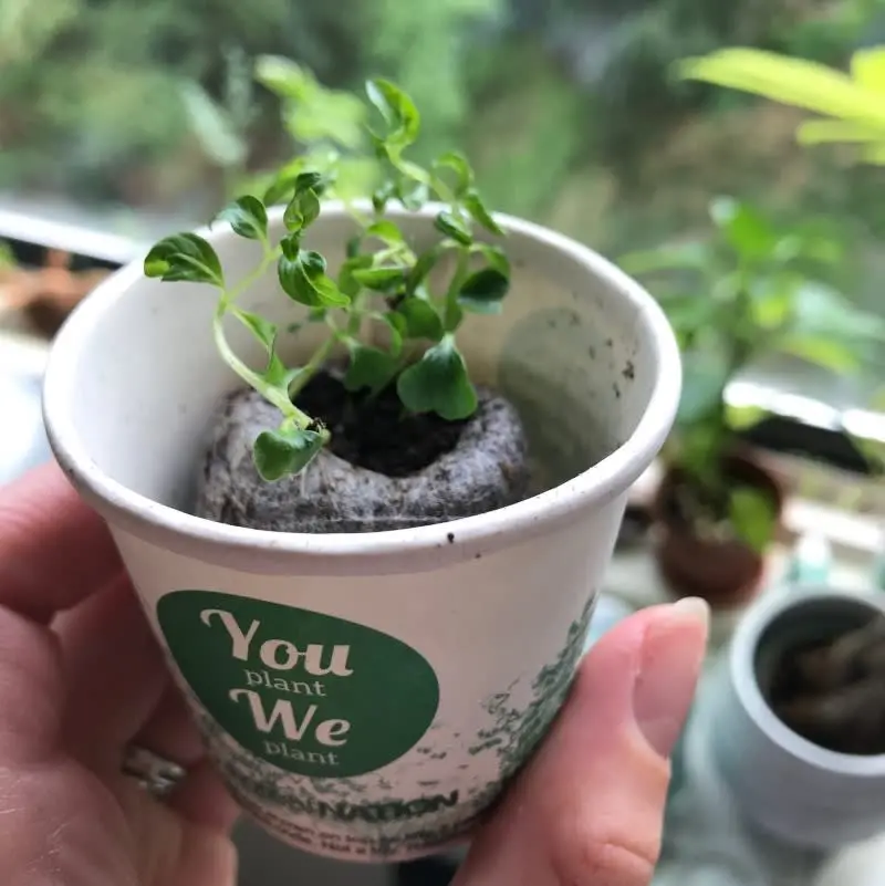 59567705_largewebp — Trend Oasis