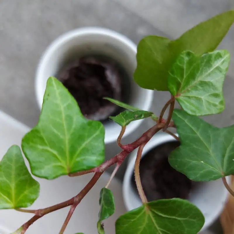 59567767_largewebp — Trend Oasis