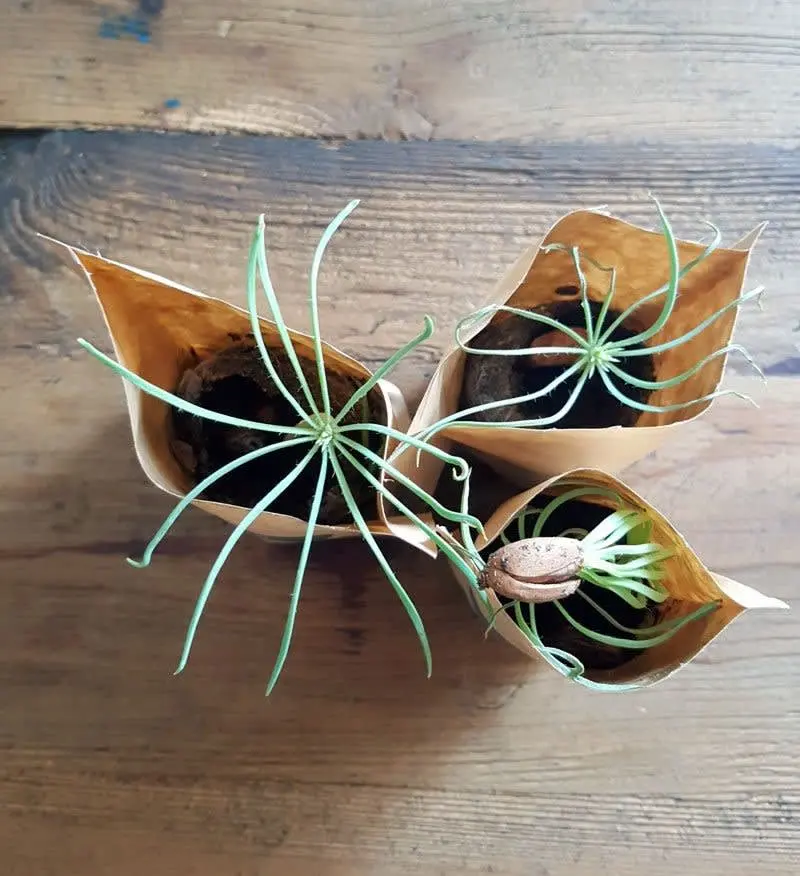 59567926_largewebp — Trend Oasis